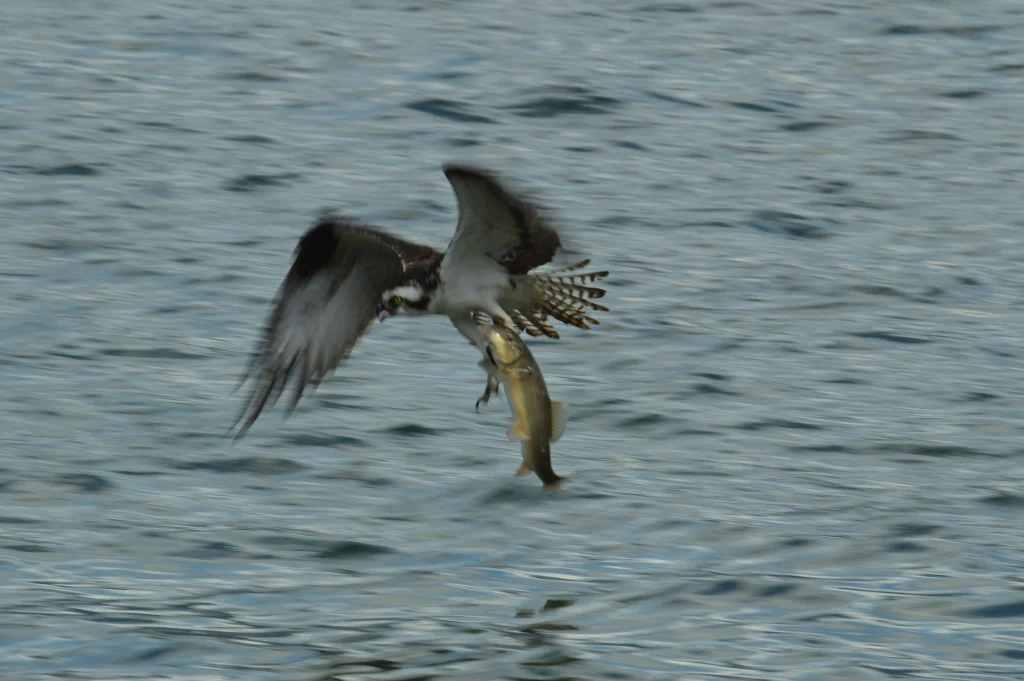 Osprey fishing expedition